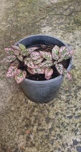 Pink Polka dot plant 10$ only