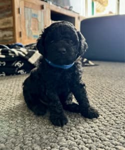 Beautiful Male Cavoodle Puppies