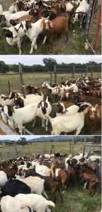 Boer goats/Kalahari goats & Boer x Kalahari