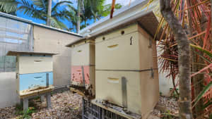 Good quality beehives with bees - durable and ready to deploy. 