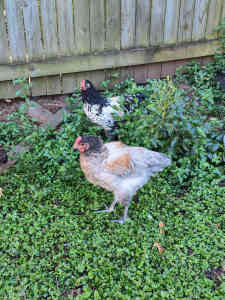 Mixed breed roosters - free to good home