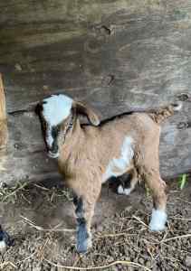 Miniature goats pygmy x Nigerian dwarf