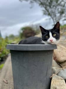Kiparra Rescue Cats and Kittens looking for homes