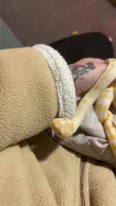 Albino Darwin Carpet Python