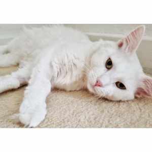 10381 : Coconut - CAT for ADOPTION - Vet Work Included