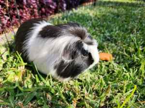 Two Friendly Guinea Pigs Need A New Home!