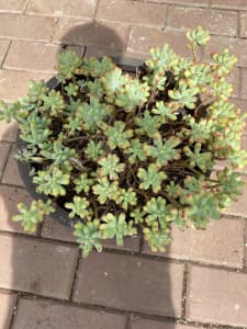 Mature succulent plant very easy to look after