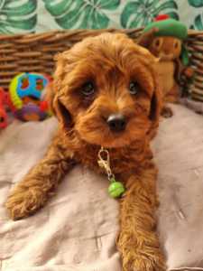 Toy Cavoodle: last girl-1st gen 95% toilet trained🥰Ready Now