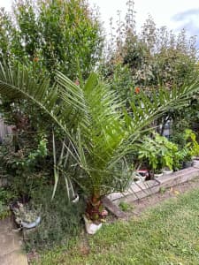 Thriving Gardenia and Pot & Medjool Date Palm Tree