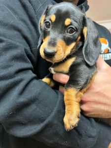 Dachshund puppy need gone asap can be negotiable on price 