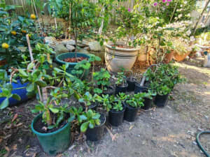Healthy Jade plant, money plant in pot