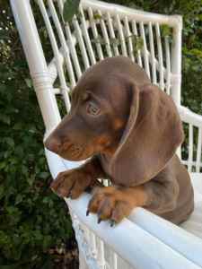 Purebred Miniature Dachshund Puppy - Chocolate Boy