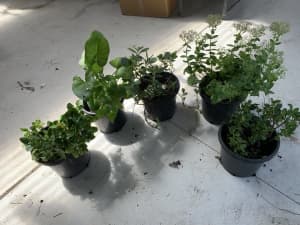 Healthy outdoor plants