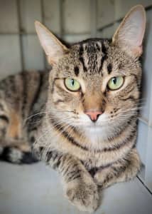 Adopt Ted the Tabby
