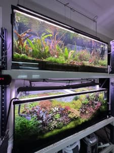 Aquarium Plants by Reopon Aqua