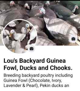 Guinea Fowl Chocolate/Ivory/Lavender/Grey, Pekin Ducks, Chickens alay