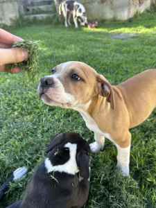 Purebred American Staffy Staffordshire Terrier Puppy (Ready Now)