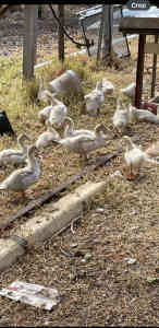 Musconi duckling for sale