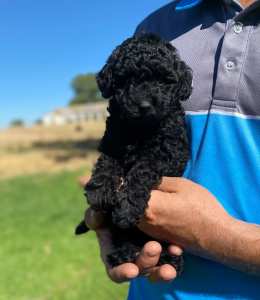 TOY POODLES - REDUCED!