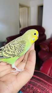 Baby Budgie hand-tame 