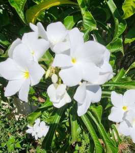 Frangipani Bridal Bouquet White