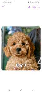 F2B TOY CAVOODLES PUPPIES ,LOOKING FOR LOVING FOREVER HOMES .