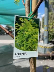 Advanced Tree Robinia frisia 40cm pot 2 m tall