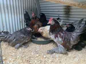 Poultry sale , hens, roosters , bantams