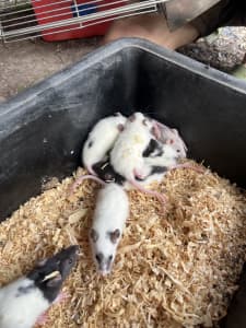 Pet Rats for Sale