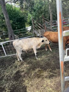 Cows and bulls for sale