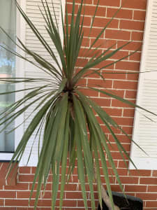 Yucca mature plant with 1.5 meter height 