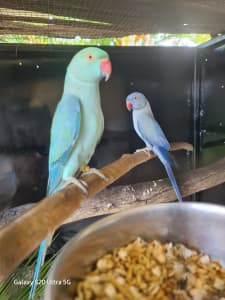 ringnecks/conures/cockatiels and finches