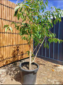 jamun plant for sale