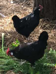 Hens Black Hamberg