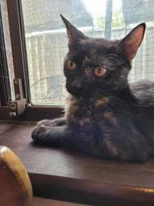 Gypsy rescue kitten Sc1428 vetwork included!