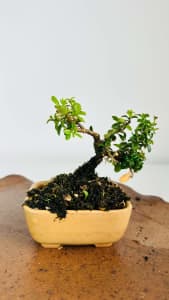 Kingsville boxwood mame bonsai sale.
