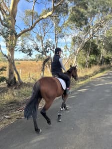 Quiet safe allrounder/ trail riding horse