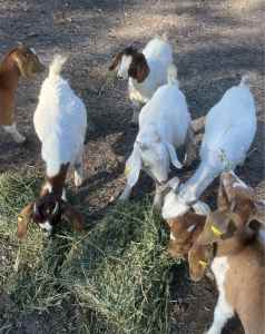 Goat wethers for sale