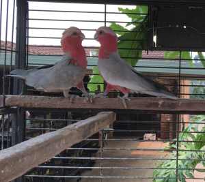 Pairs of Galah Parrots for Sale