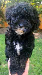 Toy poodle puppies, very cute! 