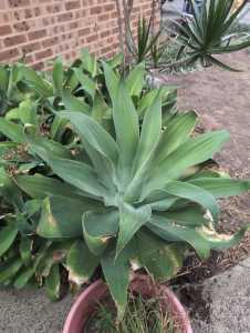 Foxtail Agave plant