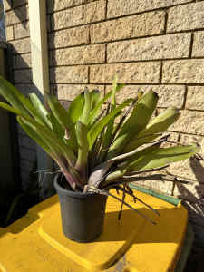 Bromeliad plant and pot
