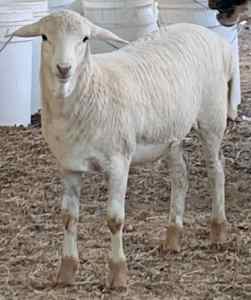 Persian sheep lambs very healthy great pets