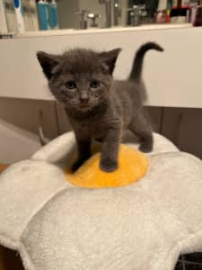 Gumtree russian blue sales kittens