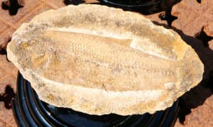 Prehistoric petrified fish entombed in lava guaranteed original .