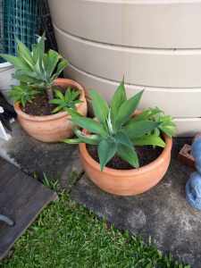 2 x large terracotta pots with plants $30 each or both for $50.