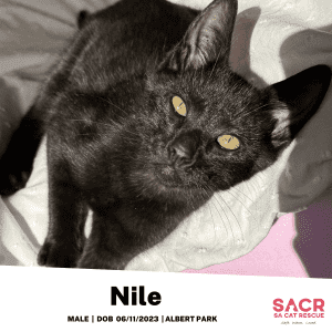 Available for Adoption - Nile!