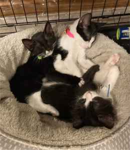 Klaus, T’ana & Tendi - Perth Animal Rescue Inc vet work cat/kitten