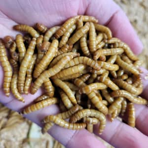 Live mealworms 1kg$55 pick up kuraby
