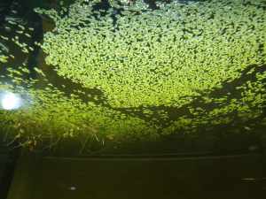 Healthy & Super-Multiplying Duckweed Floating Aquarium Plants